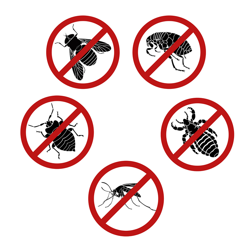 How to Naturally Get Rid of Pests in Your Home