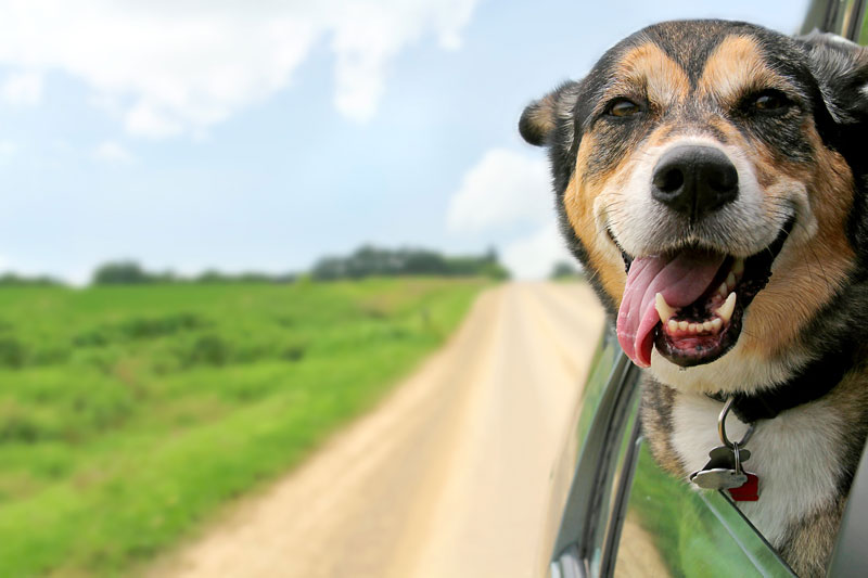 Ways to Keep Your Dog Safe While Driving