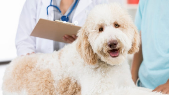 remedies for dog health