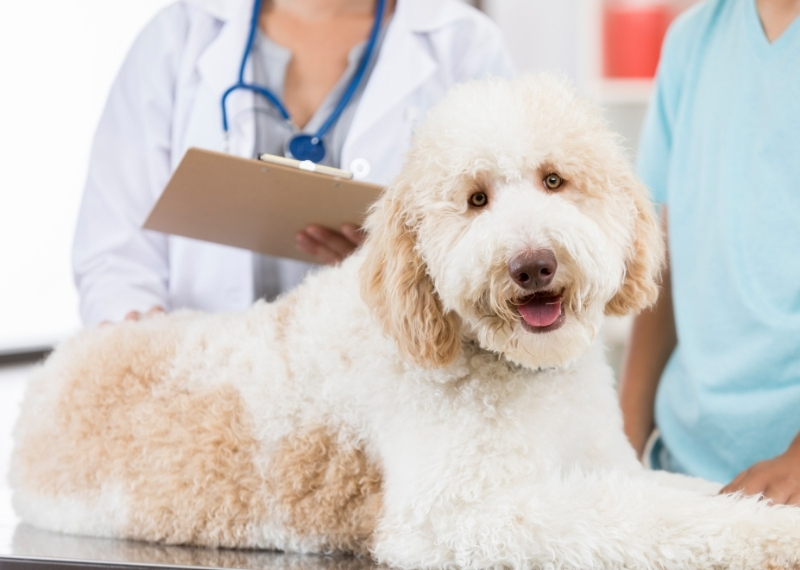Natural dog hot sale health remedies