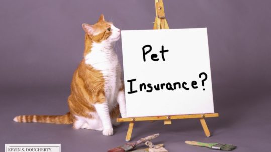 Tips for finding pet insurance policy