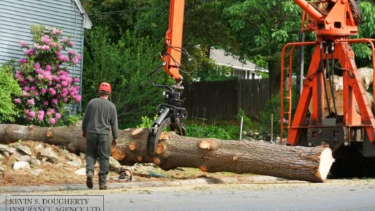 Is tree removal service included in homeowners insurance?